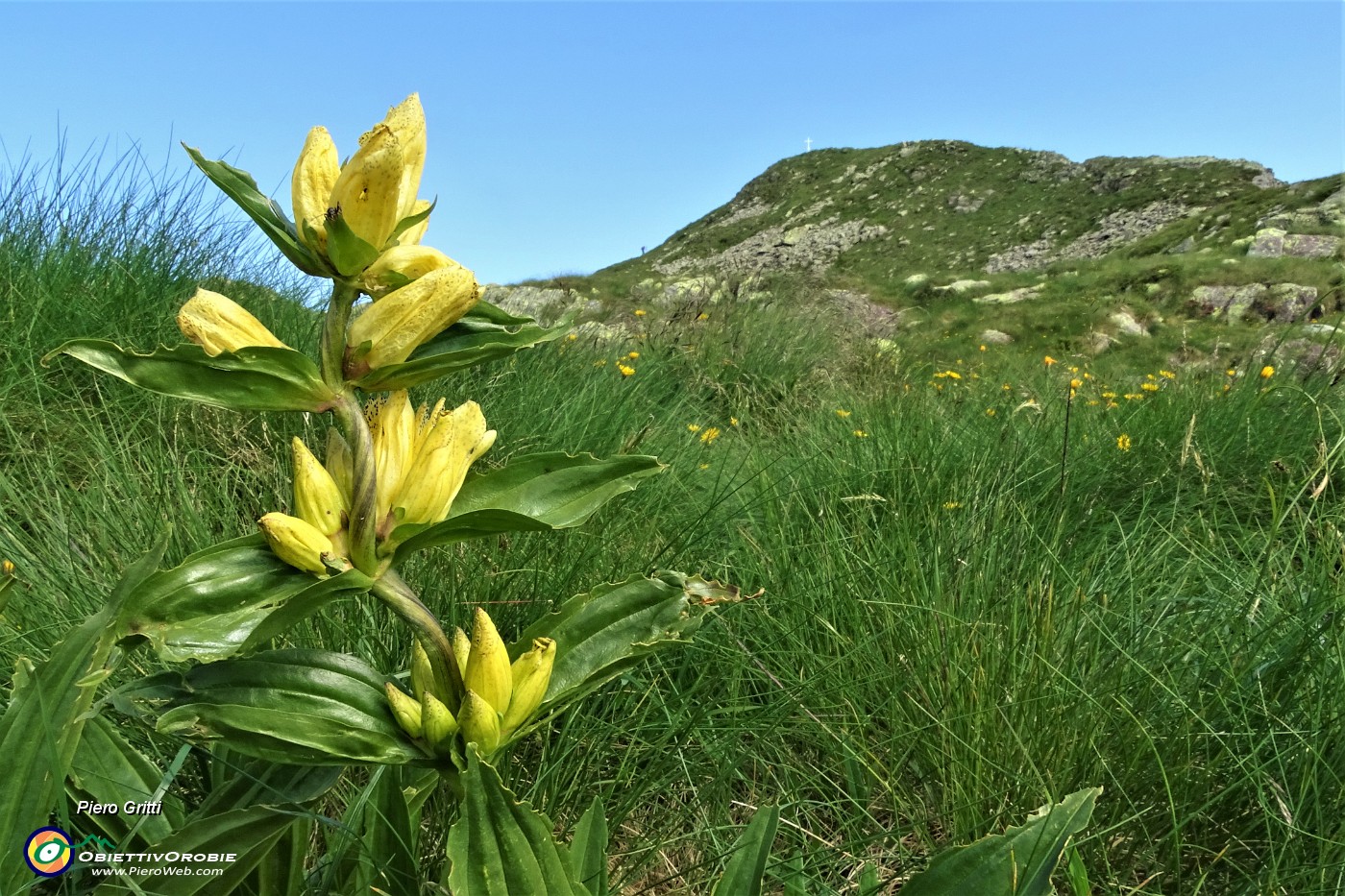 32 Genziana puntata (Gentiana punctata) con da sfondo la Cima di Mezzeno.JPG